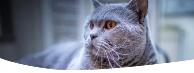 Start als dierenarts zo kan je als Christine Onraet een kat genezen